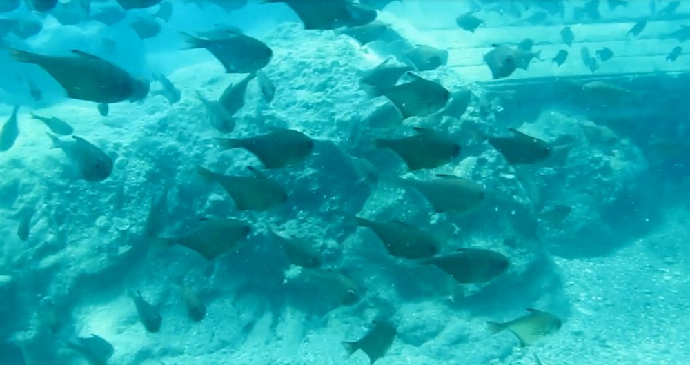 Kızıldeniz'den, Akdeniz'e göçen balık türü 65'e çıktı