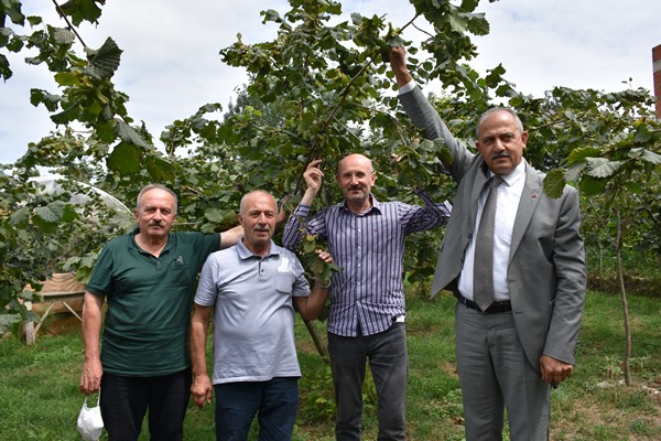 Trabzon'da fındık üreticilerine önemli uyarı
