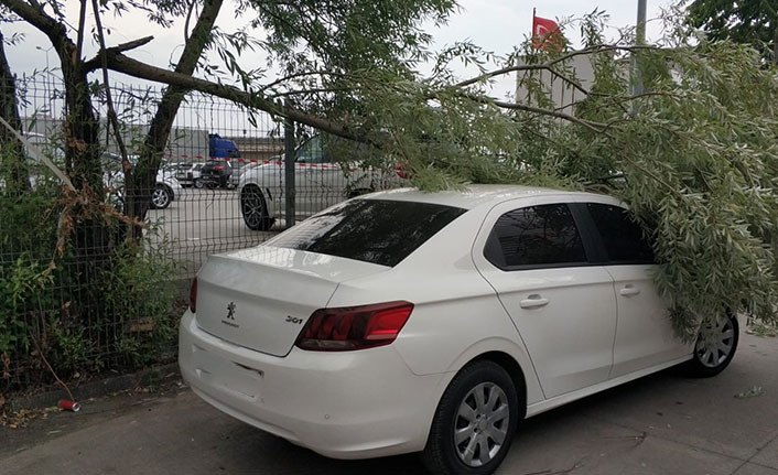 Karadeniz'de şiddetli fırtına ağaçları devirdi