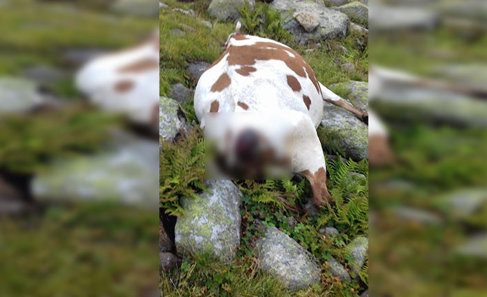 Üzerine düşen yıldırımdan kuyruğunu tutuğu inek sayesinde kurtuldu