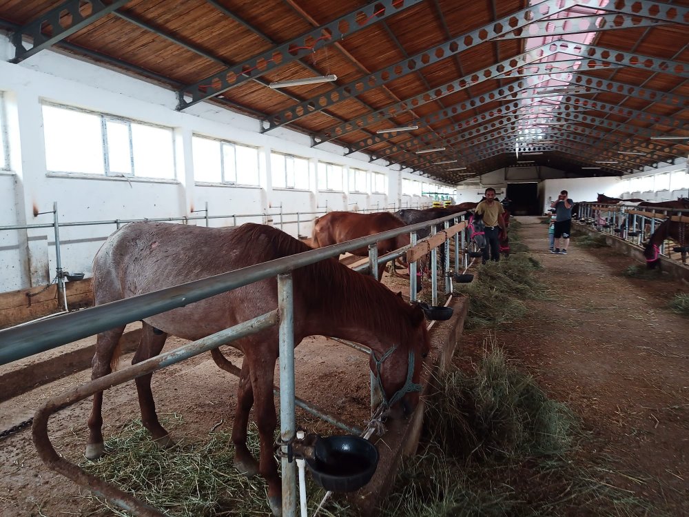 Artvin'de ölüme terk edilen atlar yeni yuvalarında