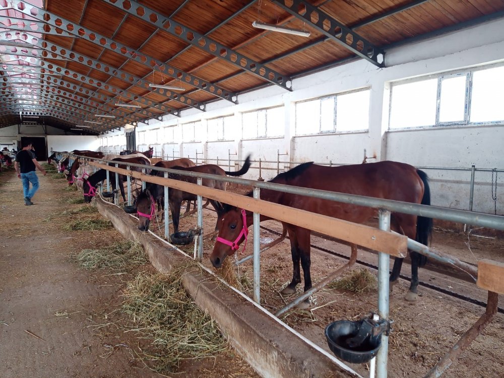 Artvin'de ölüme terk edilen atlar yeni yuvalarında