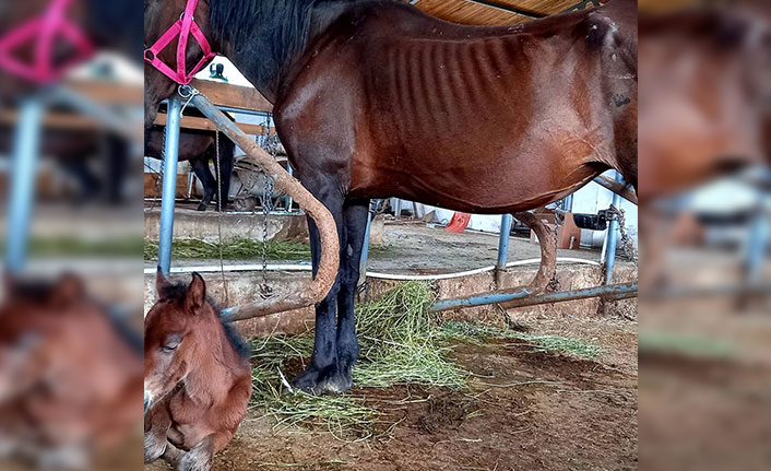 Kesime gönderilen atlardan 10 tanesinin daha hamile olduğu belirlendi
