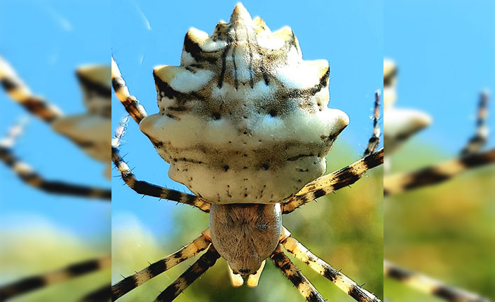 Nadir görülen zehirli örümcek türü Karadeniz'de kameraya takıldı