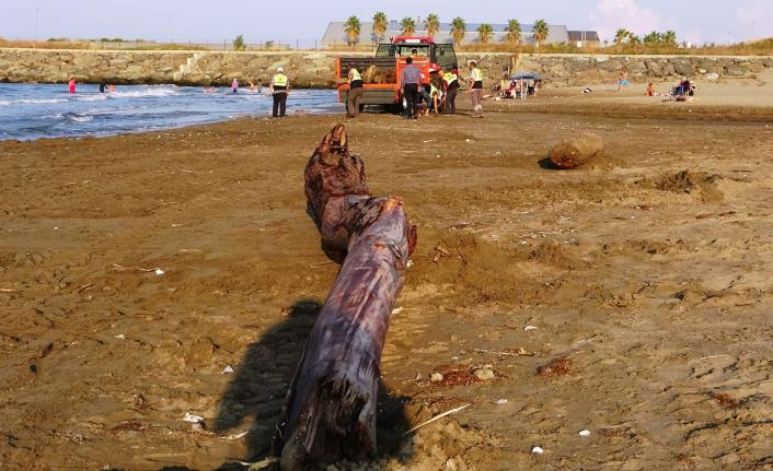 200 km sürüklenen tomruklar Samsun sahillerinde