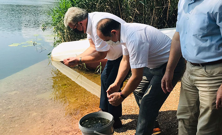 100 bin sazan balığı yavrusu Gaga Gölü'ne bırakıldı 