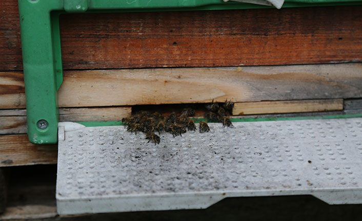 Küresel iklim değişikliği ve afetler arıları vurdu