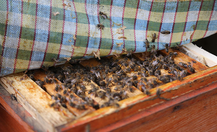 Küresel iklim değişikliği ve afetler arıları vurdu