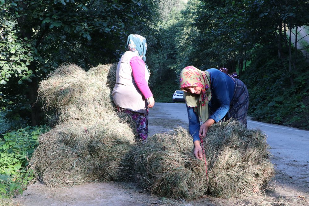 Karadeniz yaylalarında kadınlar kışa hazırlık için çayır biçiyor