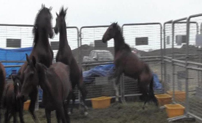 Artvin'de ölüme terk edilen atların sahibine ceza yağdı!