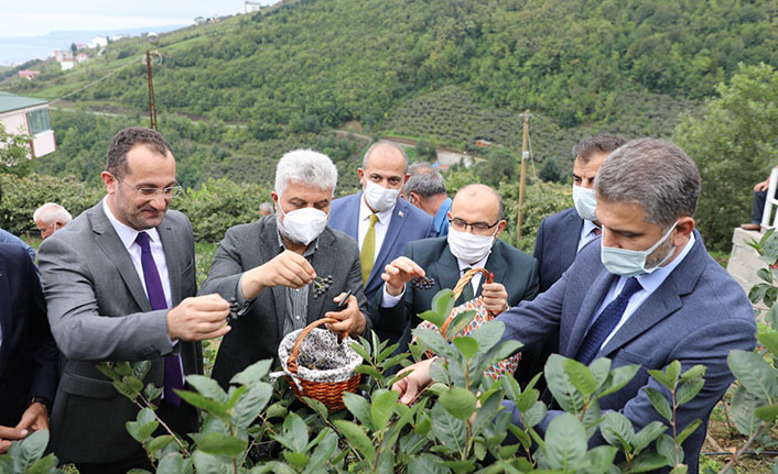 Trabzon'da Aronya hasadı törenle başladı