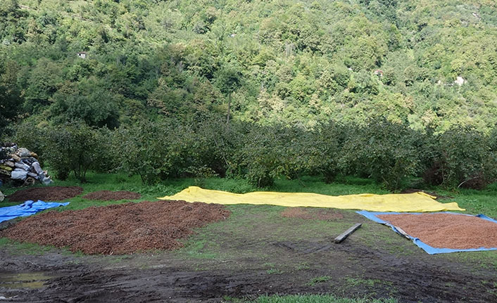 Trabzon'da hasat edilen fındıklara yağışlı hava engeli