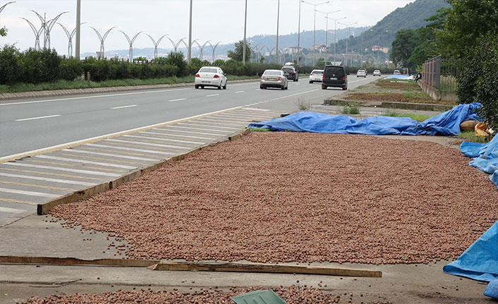 Trabzon'da hasat edilen fındıklara yağışlı hava engeli
