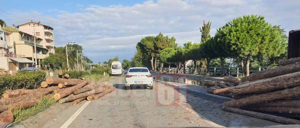 Trabzon’da tomruk yüklü kamyon devrildi 