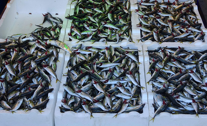 Trabzon'da balık fiyatları nasıl? İstavrit bolluğu var