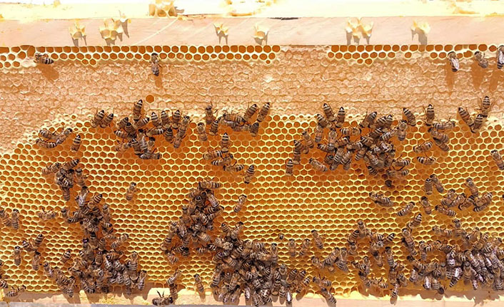 Kenevir arıları zararlılardan koruyor