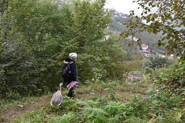 Trabzon'da Çin kazı kirli derslere neşe katıyor