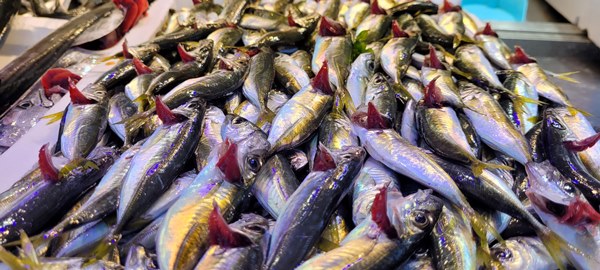 Trabzon'da hamsi avı azaldı, fiyatı arttı