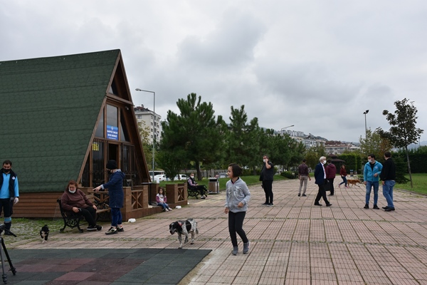 Trabzon'da sahipsiz köpekler sıcak yuvaya kavuşuyor