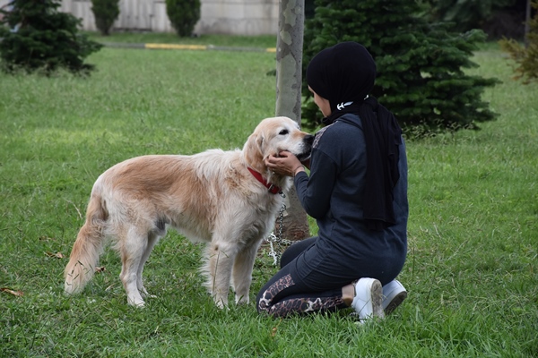 Trabzon'da sahipsiz köpekler sıcak yuvaya kavuşuyor