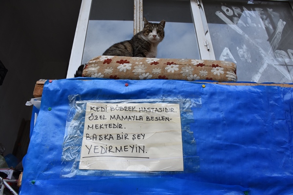 Trabzon'da Çapkın'a hayvansever usta öğretici sahip çıktı