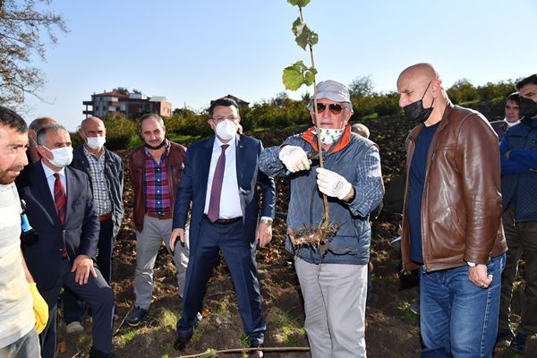 Trabzon'da örnek fındık bahçesi Akyazı’da hayata geçti 