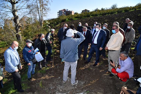 Trabzon'da örnek fındık bahçesi Akyazı’da hayata geçti 
