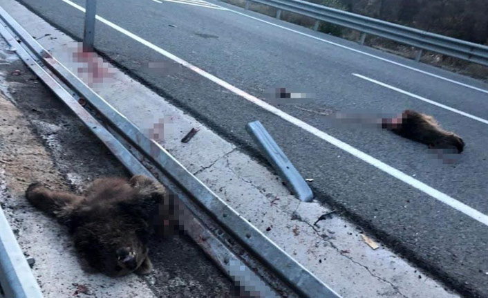 Gümüşhane Trabzon yolunda otomobil ayıya çarptı