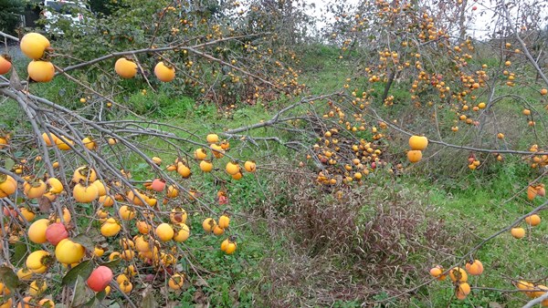 Trabzon'da meyve çok verince dallar ağırlığa dayanamadı