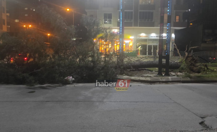 Trabzon'da fırtına ağacı söktü!