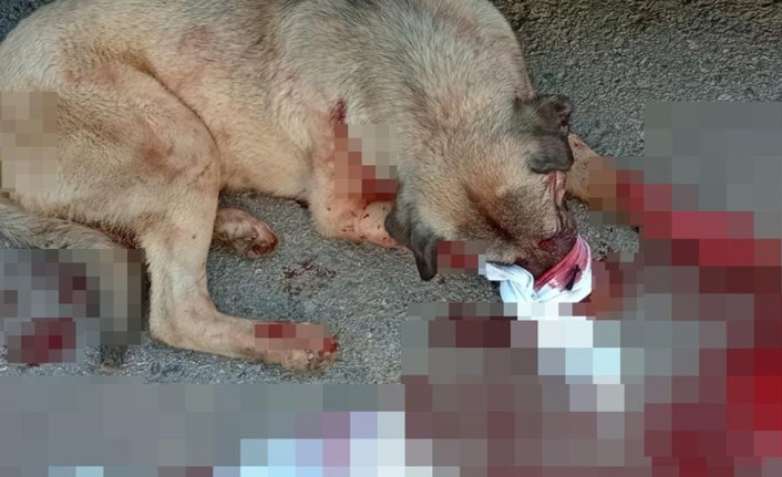 Trabzon'da bir köpek silahla vuruldu