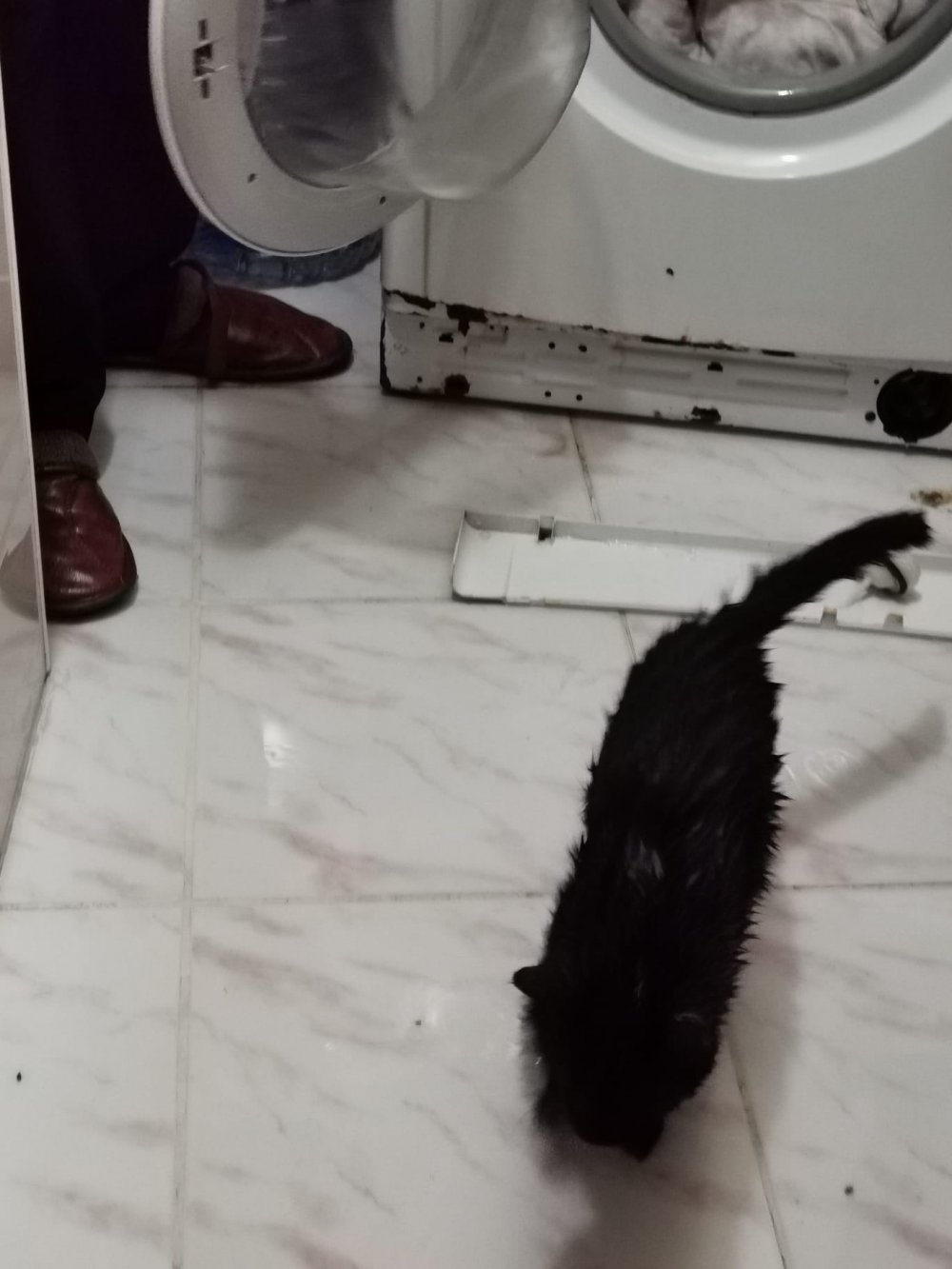Artvin'de yorganın içinde giren kediyi farketmeden çamaşır makinesine attı