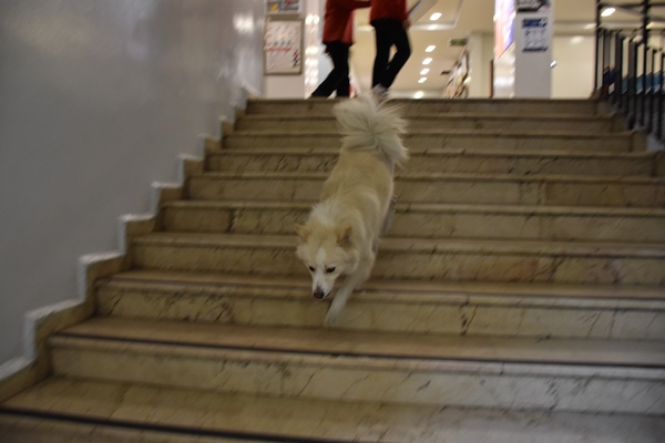 Trabzon'da öğrenciler "Krema" adlı köpeğin ameliyatı için seferber oldu
