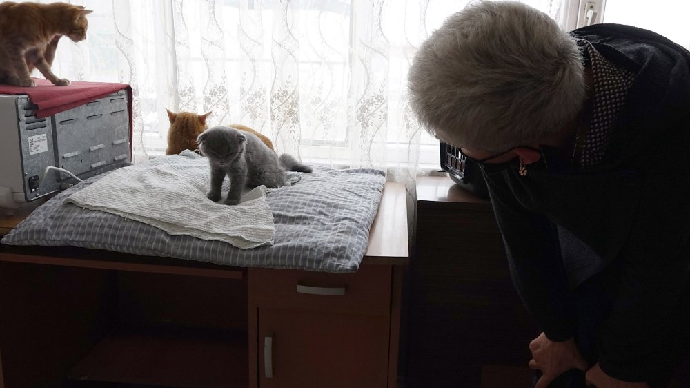 Trabzon'da kedisinin ölümüne neden olduğu iddiasıyla bir kişi hakkında suç duyurusu