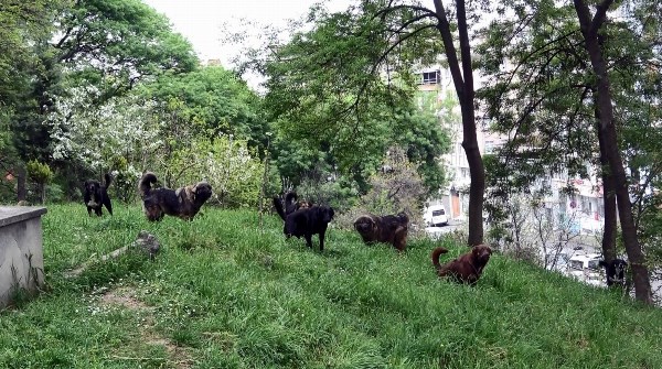 KTÜ'lü Profesörden başı boş köpek uyarısı! 