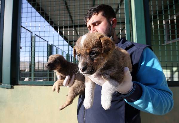 Trabzon'da sokak hayvanları için yaşam alanı