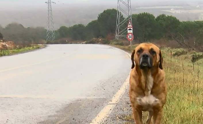 Yasak ırk köpekleri ormanlara atıyorlar!