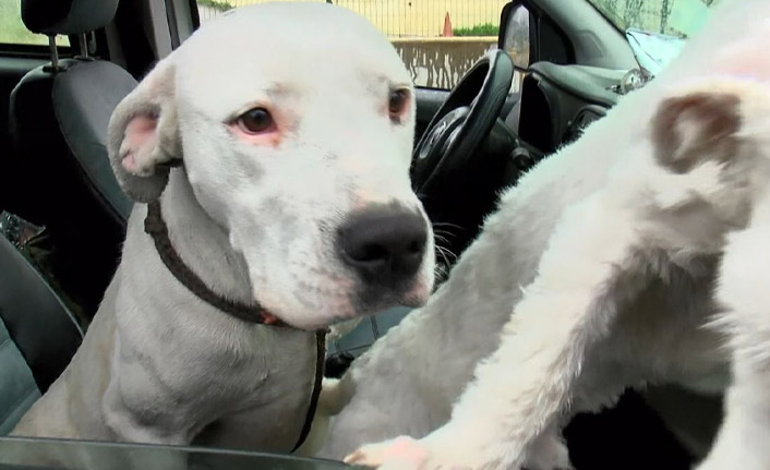 Yasak ırk köpekleri ormanlara atıyorlar!