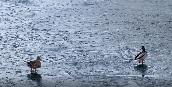 Uzungöl'ün büyük bölümü buz tuttu