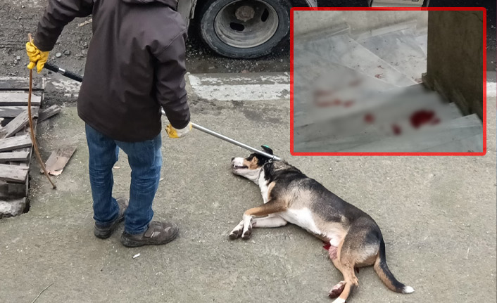 Trabzon'da yürek burkan görüntü! Yakalanmak istenen köpek yaralandı