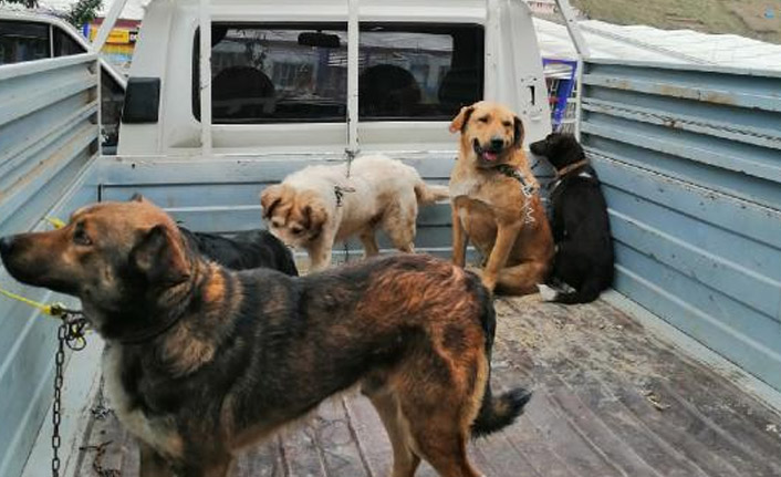 Trabzon'da sokak köpeklerini kayıt altına alan zabıtalara sopayla engel oldu