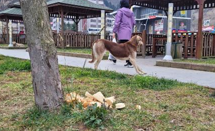 Trabzon'da sokak köpeklerini kayıt altına alan zabıtalara sopayla engel oldu