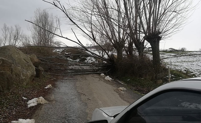Samsun'da fırtına ağaçları devirdi
