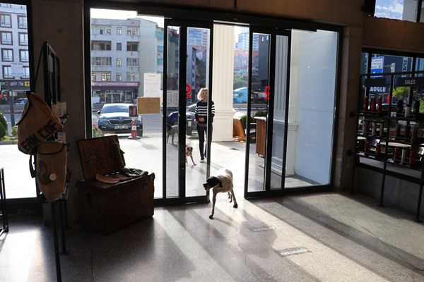 Trabzon'da çalıştığı işletmenin kapılarını açtığı sokak hayvanlarının bakımını üstlendi