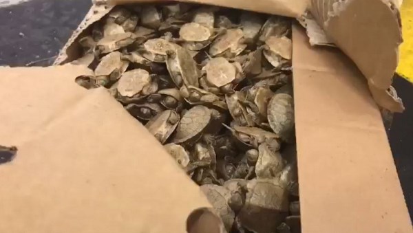 Sarp Sınır Kapısında araç içinde 5 bin su kaplumbağası ele geçirildi
