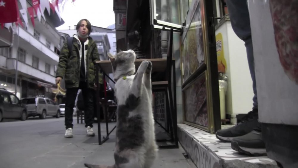 Artvin'de yiyecek isteyen kedinin hareketi şaşırtıyor