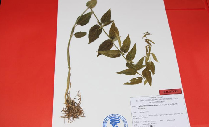 Türkiye'de yeni bir bitki keşfedildi: Anadolu Zilasuru