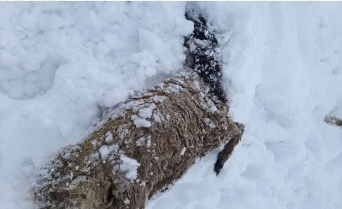 Kardan çatısı çöken ahırlardaki 20'in üzerinde koyun ve 9 kuzu telef oldu