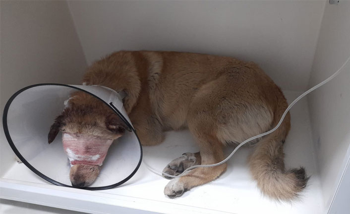 Ordu'da silahla yaralanmış halde bulunan köpek tedaviye alındı