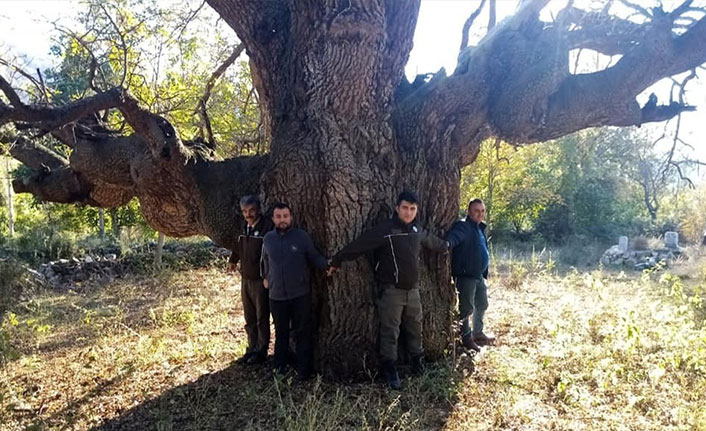 Osmancık'ta 10 asırlık ağaç koruma altına alınacak